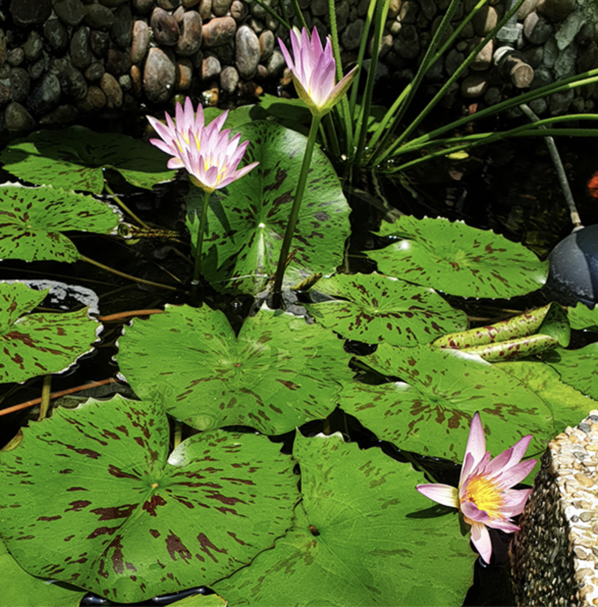 Aquatic Plants — Shop — Fresh Frequencies Aquarium Services